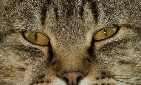sniper tigre**